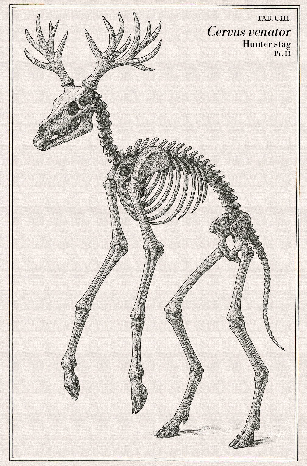 Cervus venator — skeletal view, TAB. CII