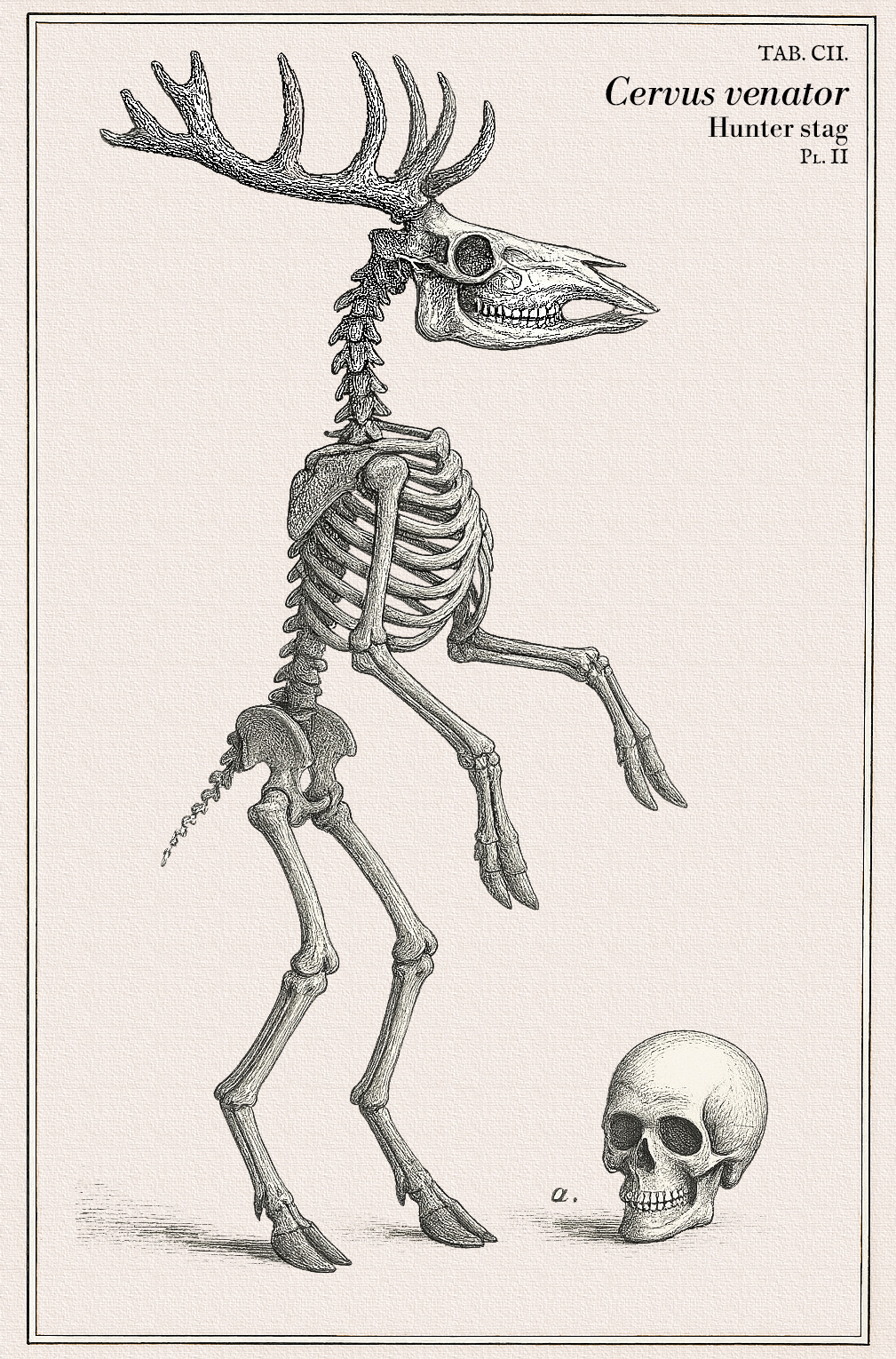 Cervus venator — alternate skeletal view, TAB. CIII
