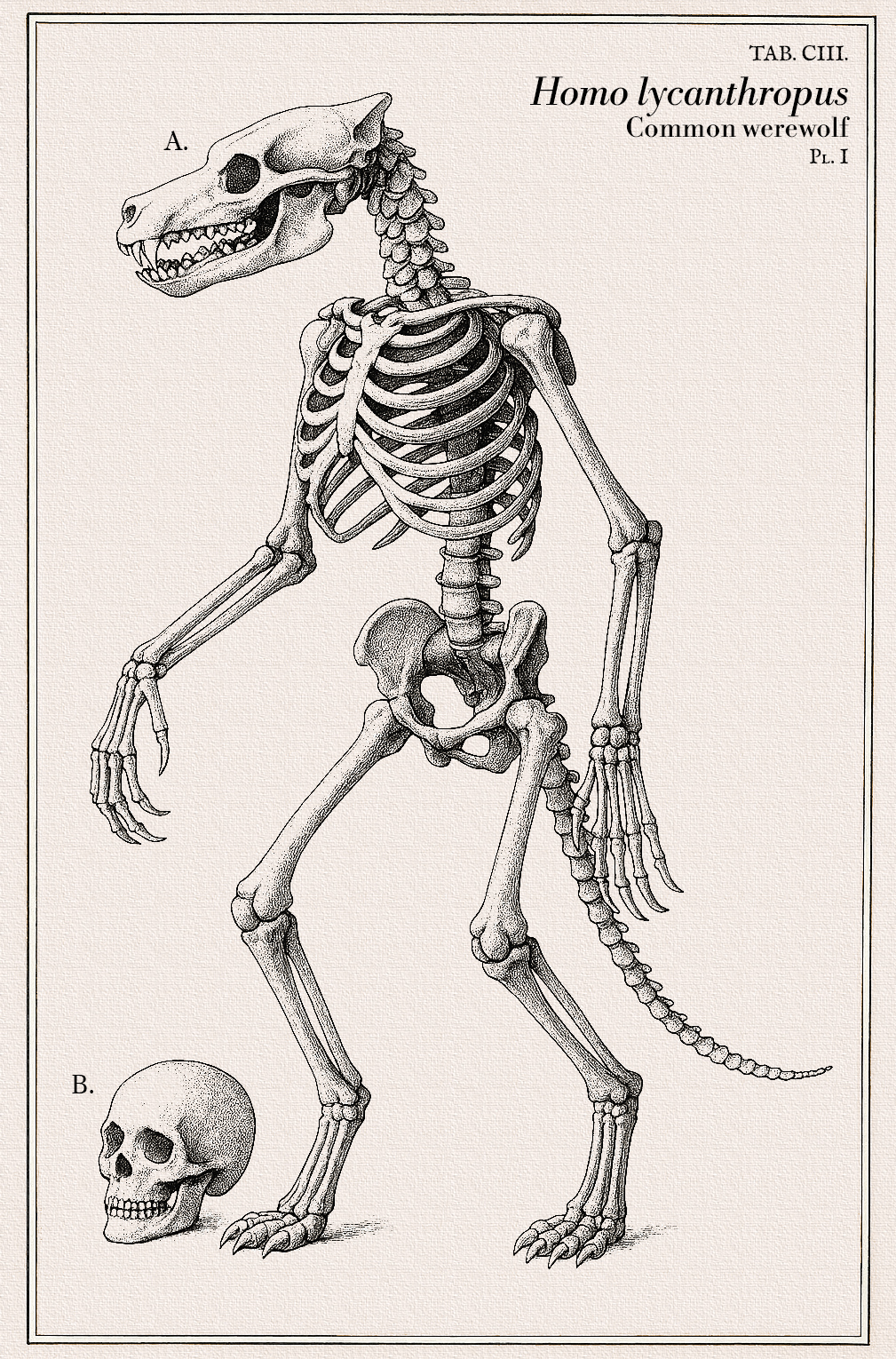 Homo lycanthropus — skeletal plate, TAB. III