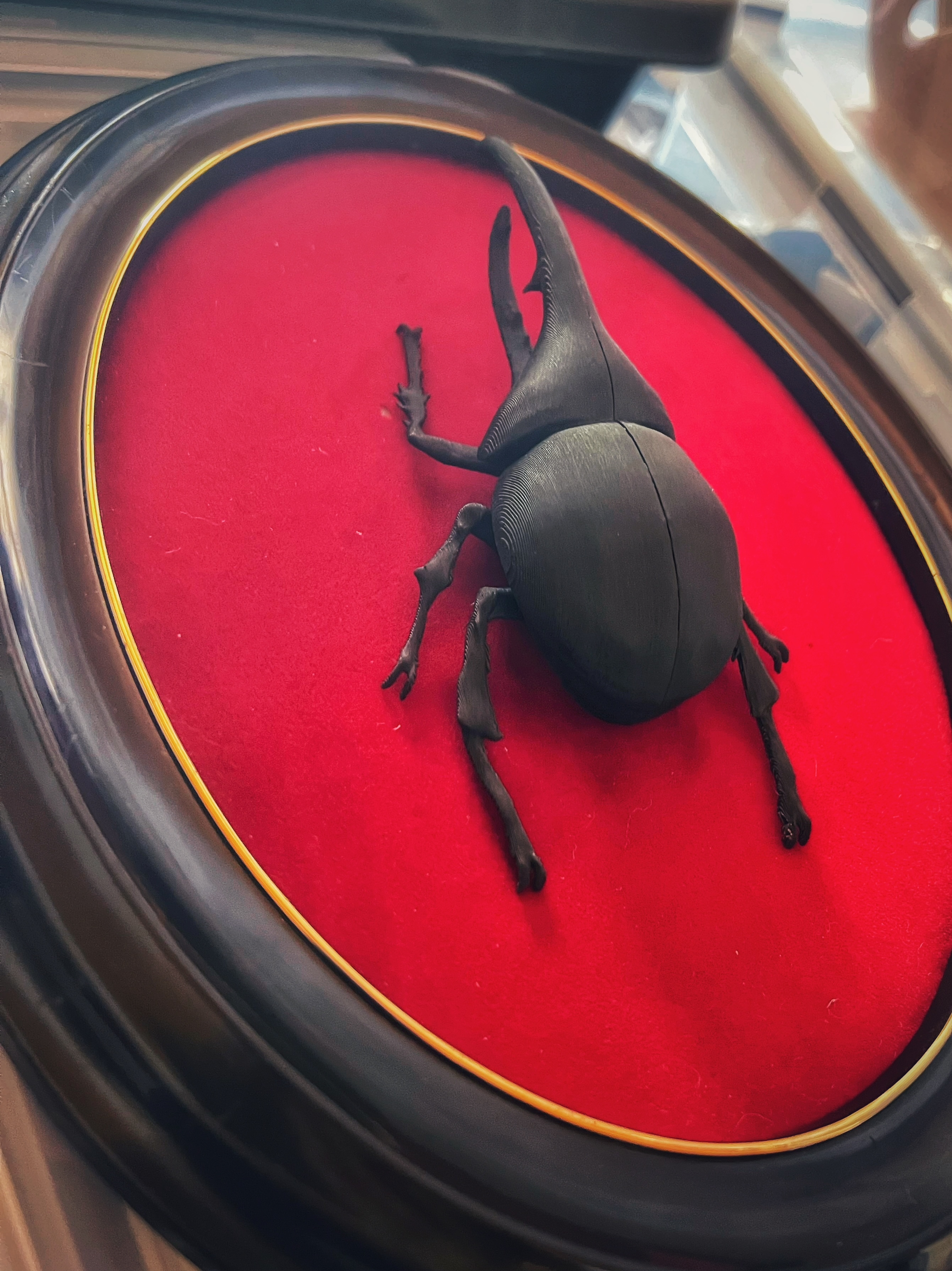 Mounted rhinoceros beetle specimen