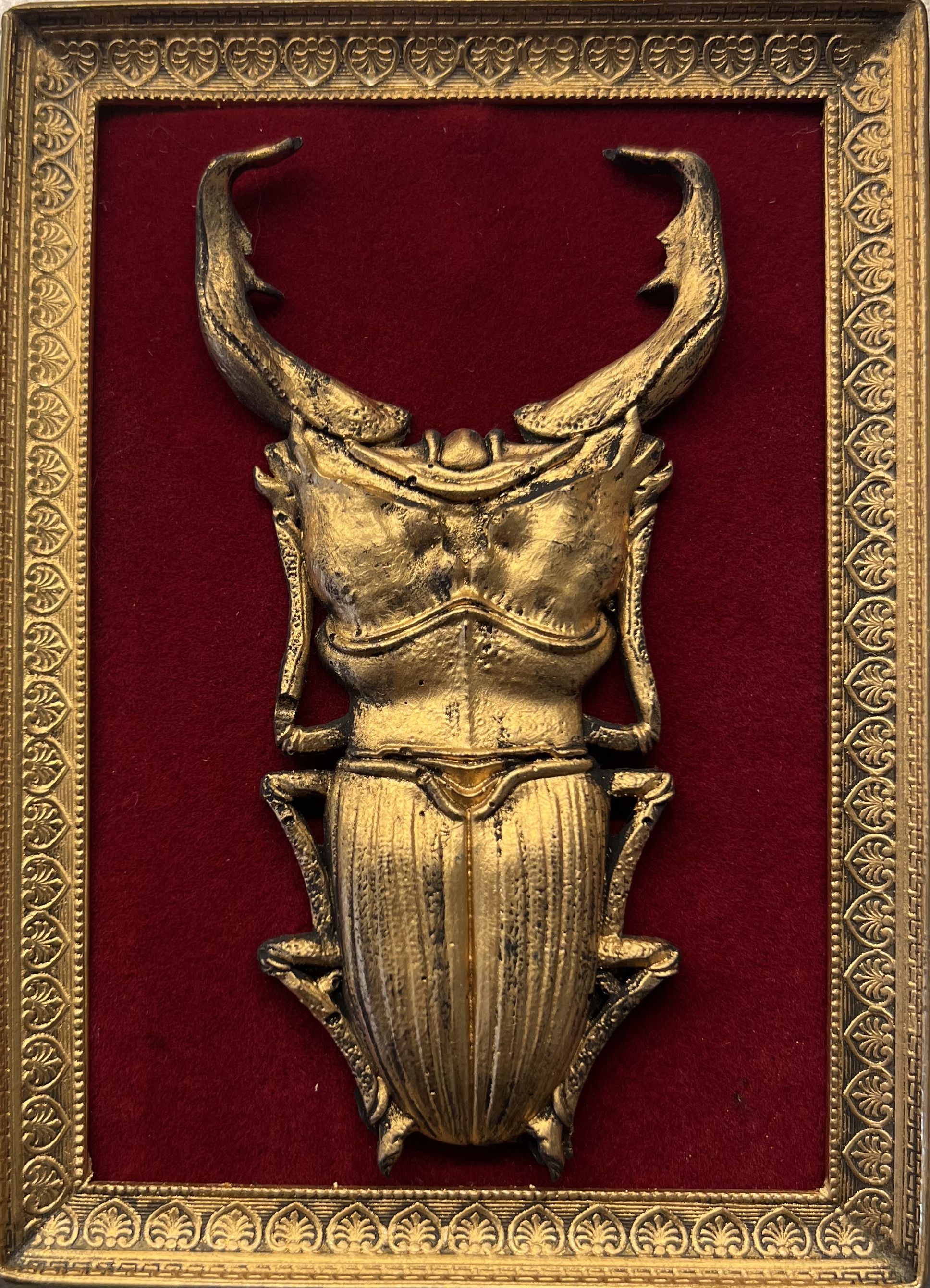 Gilded stag beetle specimen