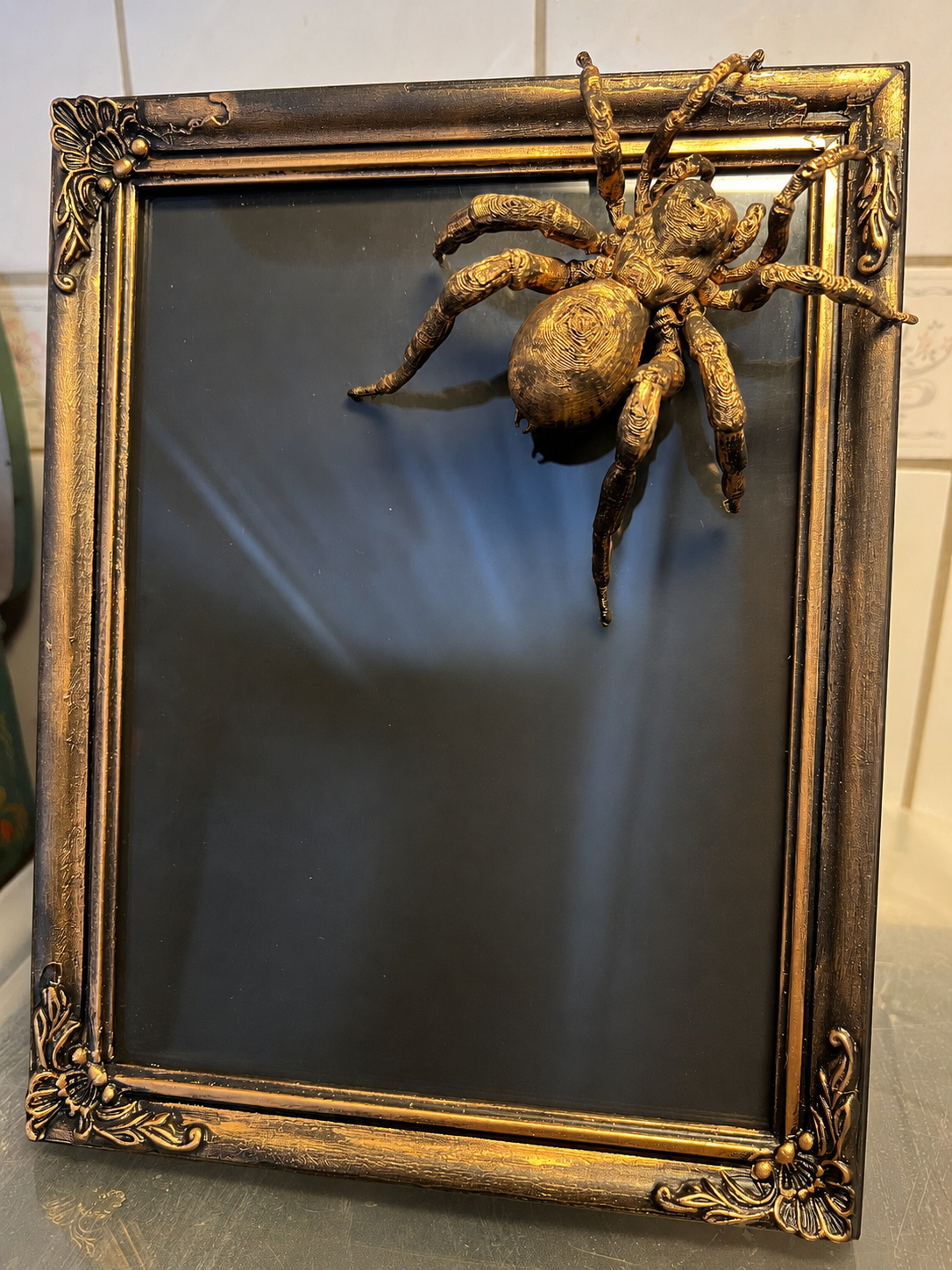 Mounted tarantula specimen on frame